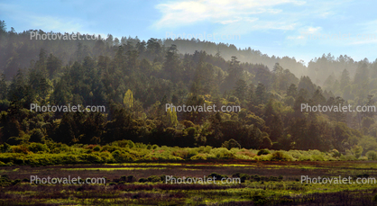 Point Reyes, trees, forest, hills, mountain