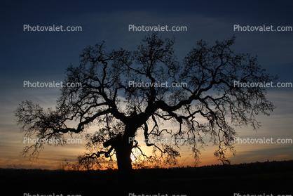 Sunset Oak Tree