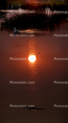 Calm Sunset in Bolinas Lagoon
