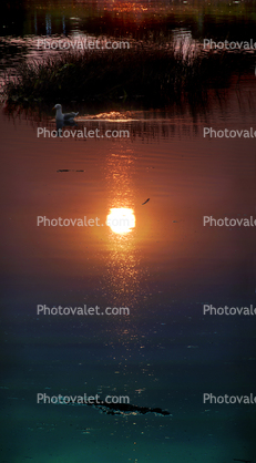 Seagull Floats by in the Sunset Waters of Bolinas Lagoon, Marin County, Equanimity