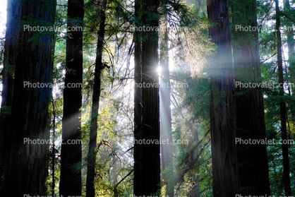 Crepuscular Rays of Light Pierce the Redwood Forest