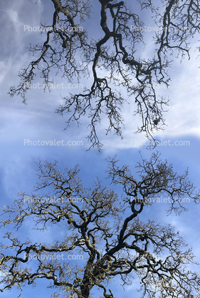 Scraggly Oak Trees