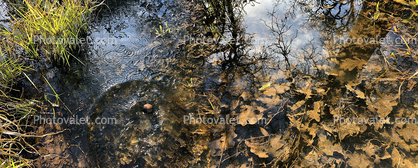 Leaves in the Water with Splash Waves Emanating, Panorama