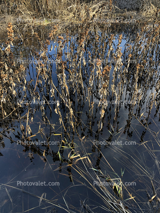 Wetlands, Water