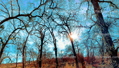 Forest of Bare Trees Digital Art