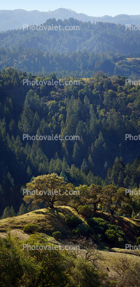 Hilly Mountains, Forest, Trees, Cazedero, Coastal Sonoma County, California