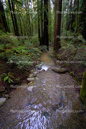 Stream through a Redwood Forest