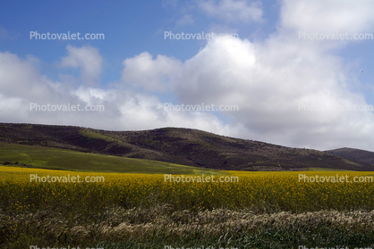 Yellow Mustard Flower Fields, hills, clouds, Pescadero