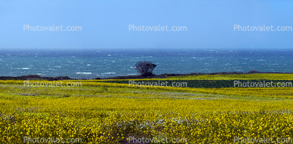 Yellow Mustard Flower Fields, Lone Tree, stormy, windy, whitecaps