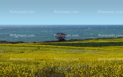 Yellow Mustard Flower Fields, Lone Tree, Pacific Ocean, stormy, windy, whitecaps