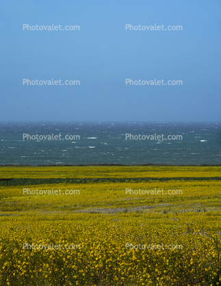 Yellow Mustard Flower Field, Pacific Ocean, stormy, windy, whitecaps