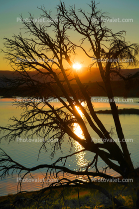 Early Morning Sun over Mono Lake, Tree