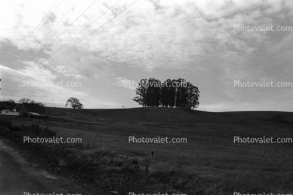 Trees, Field, Sonoma County
