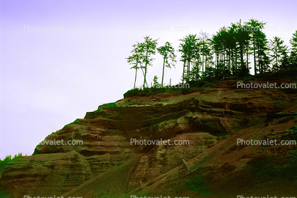 Trees at the Coastal Cliffs at Sue-meg