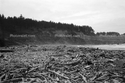 Driftwood, trees, flotsam, jetsam, Coastline, coastal, Pacific Ocean, coast, shoreline