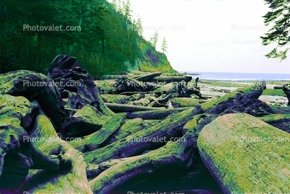 Driftwood, Beach, flotsam, jetsam, Coastline, coastal, Pacific Ocean, coast, shoreline