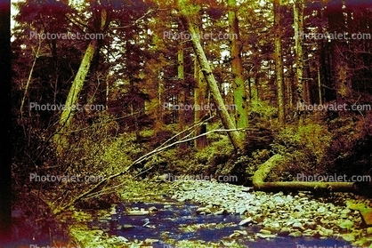 creek, stream, rocks, forest