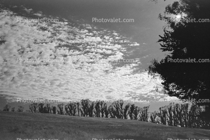 Eucalyptus Trees, Maralees Lane, Cotati, Sonoma County