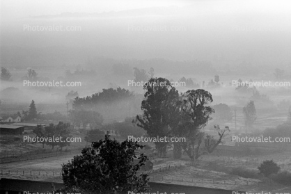 Morning Fog, Eucalyptus Trees, Rose Avenue, Cotati, Sonoma County