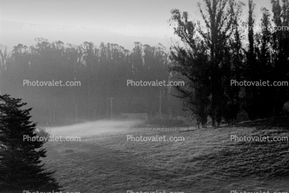 Morning Fog, Eucalyptus Trees, Rose Avenue, Cotati, Sonoma County