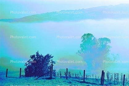 Morning Fog, Eucalyptic Trees, Rose Avenue, Cotati, Sonoma County