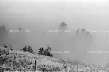 Morning Fog, Rose Avenue, Cotati, Sonoma County