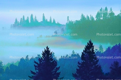 fog over the coastal range, bucolic, mystical, forest