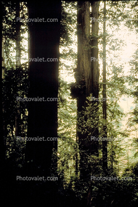 Man Face in Tree, Burl, Pareidolia, Callus