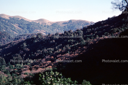 hills, trees, Calistoga, Napa County