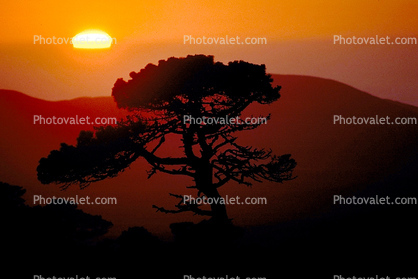 sunset, tree, Portfolio