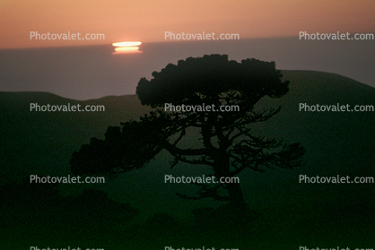 sunset, tree