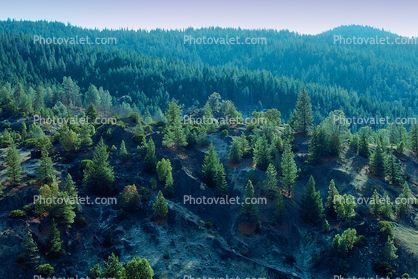 Hills, Pine Forest, Mountains