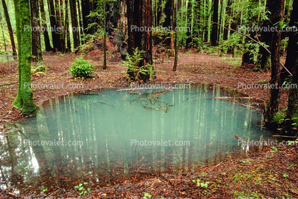 Emerald Pools, ponds, water, hobbitlands, Forest