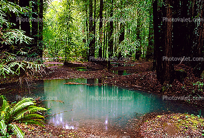 Emerald Pools, ponds, water, Forest