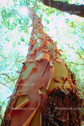 Peeling skin, Marin County