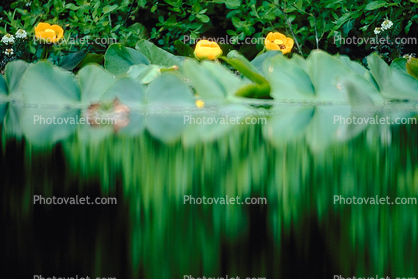 Lillies, pond, reflection, water