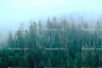 Fog, Forest