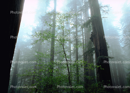 Fog in the Forest, foggy, burl