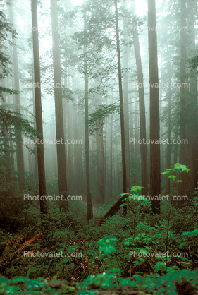 Fog in the Forest, foggy