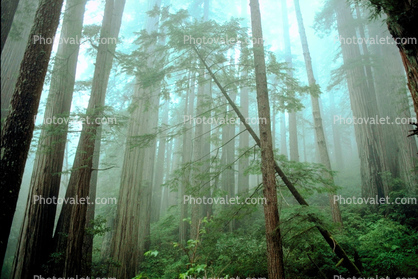 Redwood Forest, fog, foggy, leaning tree