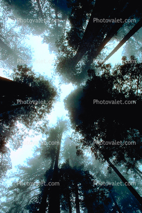 looking up in a redwood forest, fog, foggy