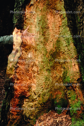 redwood tree trunk