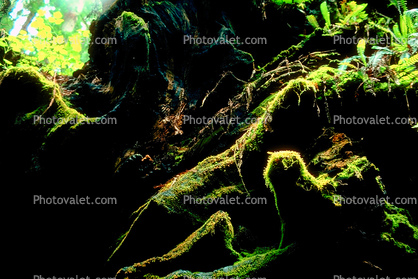 Ferns, Fallen Tree, root system