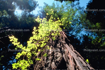 looking-up, leaves, bark, Avenue of the Giants, Humboldt County