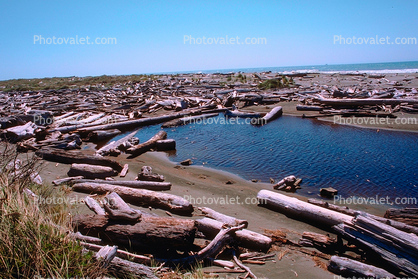 Driftwood, lagoon, pond, beach, flotsam jetsam, sand, shore