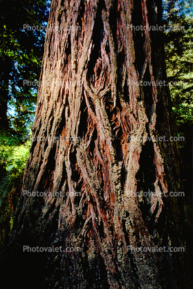 Redwood Tree bark, Moss, forest
