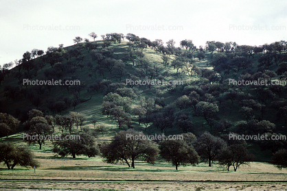 Hills, trees, Salinas Valley