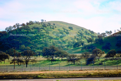 Salinas Valley, hills, trees, oak trees, winter