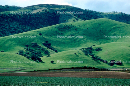 Hills, Trees, velvet, Salinas Valley