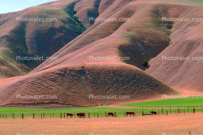Ridges, hills, Diablo Range, cows, fence, patterns, shapes
